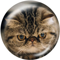 20MM   Cat   Print   glass  snaps buttons
