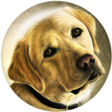 20MM  Dog  Flower  bird    Print   glass  snaps buttons