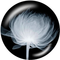 20MM   Flower   bird  peacock   Print   glass  snaps buttons