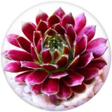 20MM Flower  Peacock  Print   glass  snaps buttons