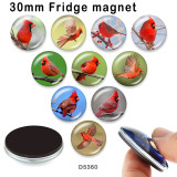 10pcs/lot  bird  glass picture printing products of various sizes  Fridge magnet cabochon