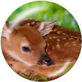 20MM  Deer  Print   glass  snaps buttons