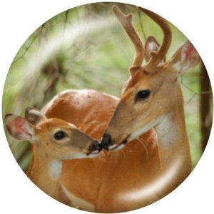 20MM  Deer  Print   glass  snaps buttons