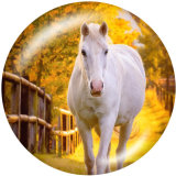 20MM  Horse  Print   glass  snaps buttons