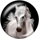20MM  Horse  Print   glass  snaps buttons