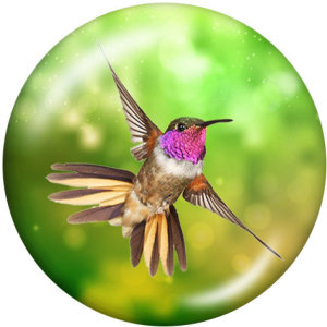20MM  Hummingbird  Butterfly  Print   glass  snaps buttons