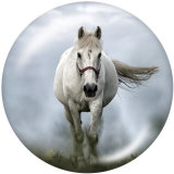 20MM  Horse  Print   glass  snaps buttons