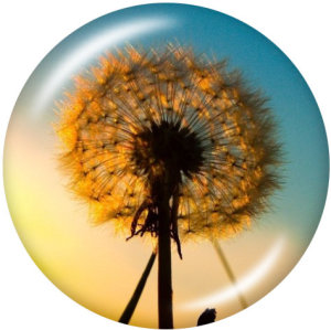20MM  Dandelion  Print   glass  snaps buttons