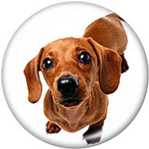 20MM Dog  Christmas  Print  glass  snaps buttons