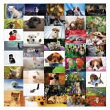 50pcs Cat Dog graffiti stickers decorative suitcase notebook waterproof detachable stickers