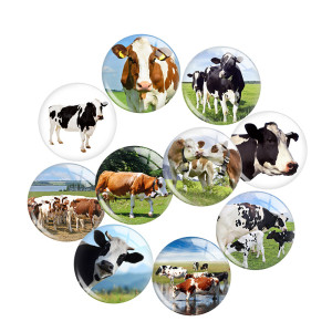 20MM cow  Print glass snap button charms