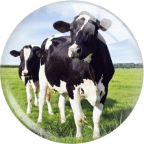20MM cow  Print glass snap button charms