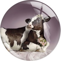 20MM cow  Print glass snap button charms