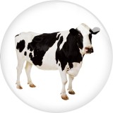 20MM 10pcs/lot cow  Print glass snap button charms