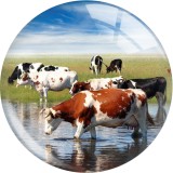 20MM 10pcs/lot cow  Print glass snap button charms