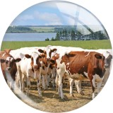 20MM 10pcs/lot cow  Print glass snap button charms