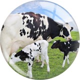 20MM 10pcs/lot cow  Print glass snap button charms