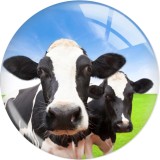 20MM 10pcs/lot cow  Print glass snap button charms