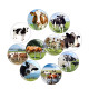20MM 10pcs/lot cow  Print glass snap button charms