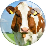 20MM 10pcs/lot cow  Print glass snap button charms