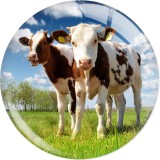 20MM 10pcs/lot cow  Print glass snap button charms