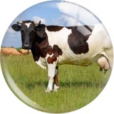20MM 10pcs/lot cow  Print glass snap button charms