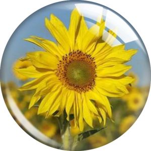 20MM 10pcs/lot sunflower glass snap button charms