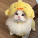 Little Pig, Cat, Hat, Chick, Pet Head Cover, Panda, Little Bear, Dog, Hat, Headwear, Cross dressing Hat, Internet Celebrity