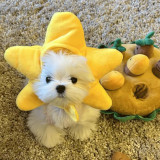 Little Pig, Cat, Hat, Chick, Pet Head Cover, Panda, Little Bear, Dog, Hat, Headwear, Cross dressing Hat, Internet Celebrity