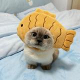 Little Pig, Cat, Hat, Chick, Pet Head Cover, Panda, Little Bear, Dog, Hat, Headwear, Cross dressing Hat, Internet Celebrity