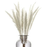 Dried reed flowers