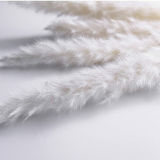 Dried reed flowers