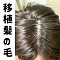 植髪の毛(硬めシリコンヘッド限定) 植髪の毛(硬めシリコンヘッド限定)