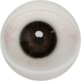 FANREAL 159cm Gカップ 巨乳ラブドール Gina M16接続 フルシリコン製 ダッチワイフ