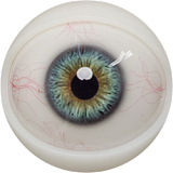 FANREAL 159cm Gカップ 巨乳ラブドール Gina M16接続 フルシリコン製 ダッチワイフ