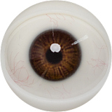 FANREAL Vanessa 褐色肌 168cm Fカップ ROS機能あり シリコン製 欧米スポーツ系ラブドール