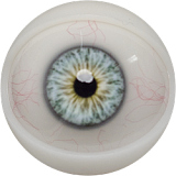 FANREAL 168cm Fカップ 褐色肌 闇の魔女 vanessa ROS機能あり シリコン製 ラブドール