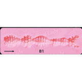 Irontech Doll Bailey シリーズ S10ヘッド 158cm Gカップ フルシリコン製 セックス 人形