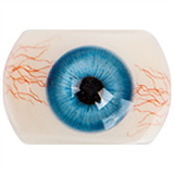 Doll Senior 二つ目ヘッド無料 キャンペーン 12月31日迄 高級シリコン ラブドール アジア美少女