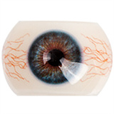 Doll senior #23 美咲 花嫁姿の若妻 エロドール 163cm Fカップ 巨乳 ラブドール シリコン製