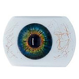 Real Girl A工場製 R32 ゆあ 人気 157cm Cカップ 癒し系お嬢様生徒 JK ラブドール 等身大 シリコンヘッド+tpeボディ S-TPE材選択可