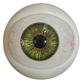 アート技研(Art-doll) NOVAシリーズ 乔西 萌え系美少女 エロドール 148cm Dカップ ROS機能付き シリコンヘッド TPEボディ