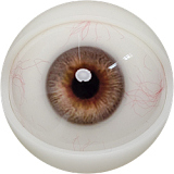 FANREAL Molly エロメイド美少女 アダルトドール 153cm Bカップ フルシリコン sexdoll 高級