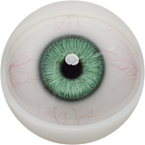 FANREAL Gina パジャマ姿の欧米系熟女 155cm Fカップ 巨乳 フルシリコン アダルトドール 高級 ROS口開閉選択可