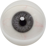 FANREAL UniSeries Maria 欧米系アダルトドール 巨乳美少女 170cm Gカップ シームレス 褐色肌 フルシリコン lovedoll 高級 ROS口開閉機能あり