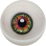 FANREAL UniSeries Maria 欧米系美少女 セックスドール 笑顔 シームレス 155cm Fカップ 巨乳 フルシリコン セックス人形 高級