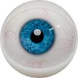 FANREAL UniSeries Maria 可愛い顔立ち 欧米系リアルドール 170cm Gカップ シームレス ダッチドール フルシリコン 高級 ROS口開閉機能あり