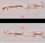 Irontech Doll 東方シリーズ 10%OFF 12月4日まで A6ヘッド 水濡れボディの誘惑系美少女 ダッチワイフ 161cm Minus AAカップ リアルドール シリコン ROS-MAX機能付き