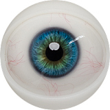 FANREAL Nora ダッチワイフ166cm Jカップ 巨乳 ROS口開閉機能付 透明感のある姉さん  セックス ドール フルシリコン製