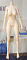 TPE製 145cm Bカップ
